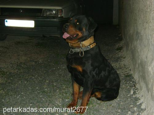 roti Erkek Rottweiler