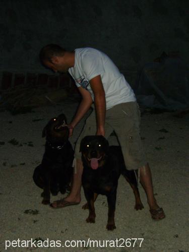 badem Dişi Rottweiler