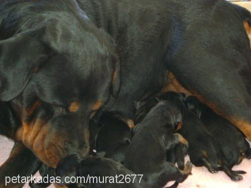 badem Dişi Rottweiler