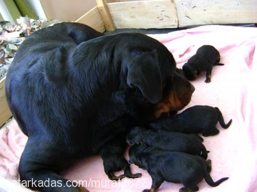 badem Dişi Rottweiler