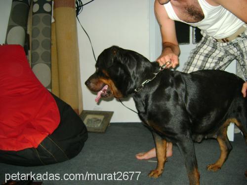 badem Dişi Rottweiler