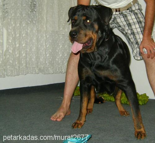 badem Dişi Rottweiler