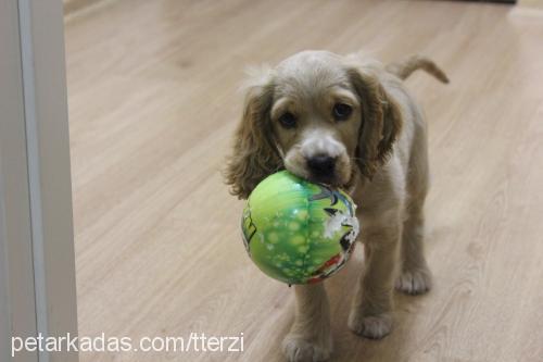 tarçın Dişi İngiliz Cocker Spaniel