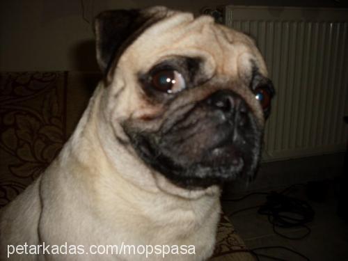 paşa Erkek Pug