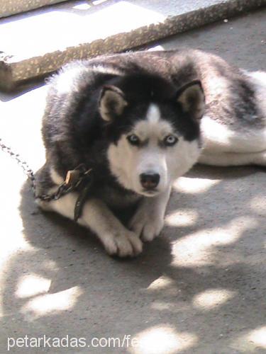 sisimira Dişi Sibirya Kurdu (Husky)