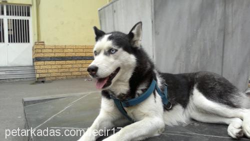 sisimira Dişi Sibirya Kurdu (Husky)