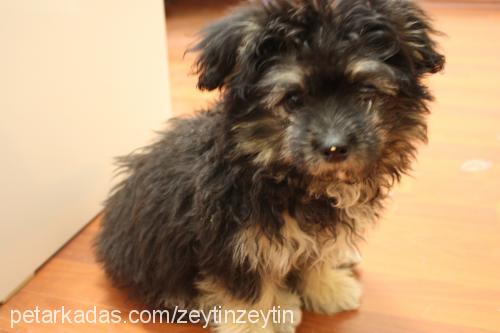 zeytin Dişi Yorkshire Terrier