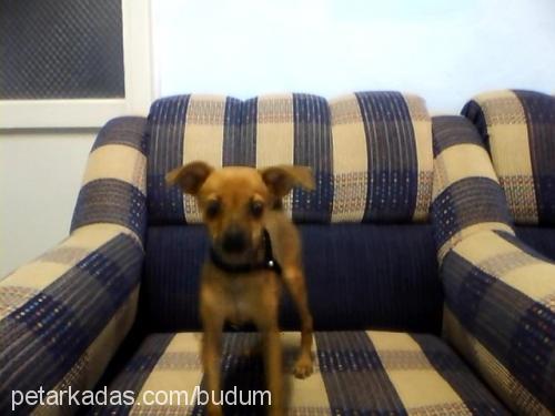 bÜdÜ Dişi Minyatür Pinscher