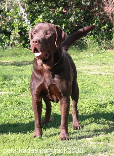 jack Erkek Labrador Retriever