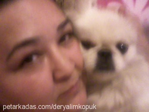 mişa Dişi Pekingese