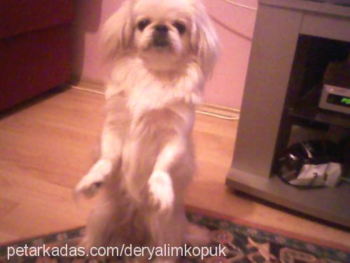 mişa Dişi Pekingese