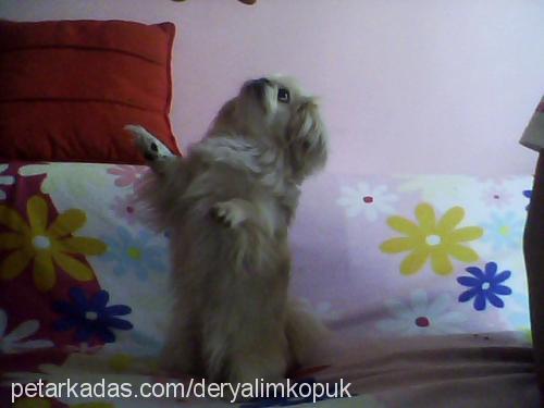 mişa Dişi Pekingese