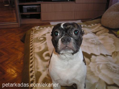 chida Dişi Boston Terrier