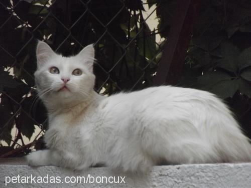 boncuk Dişi Ankara Kedisi (Angora)