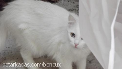 boncuk Dişi Ankara Kedisi (Angora)