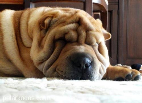 raşit Erkek Çin Shar-Pei