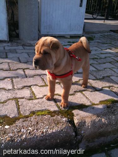 raşit Erkek Çin Shar-Pei