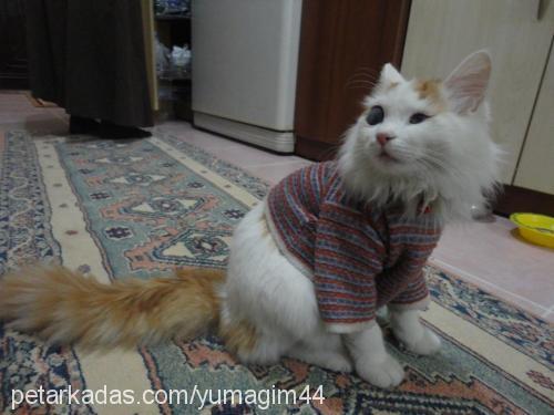 yumak Erkek Ankara Kedisi (Angora)