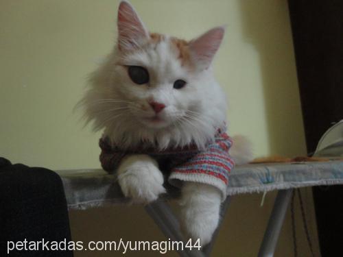 yumak Erkek Ankara Kedisi (Angora)