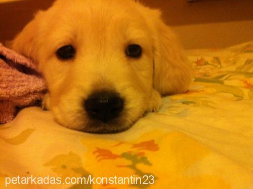 queen Dişi Golden Retriever