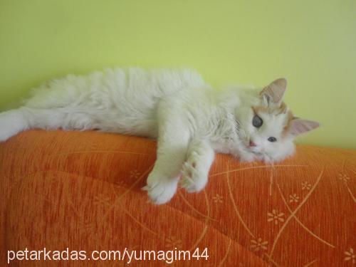 yumak Erkek Ankara Kedisi (Angora)