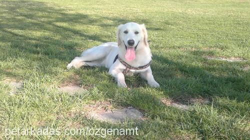 badem Dişi Golden Retriever