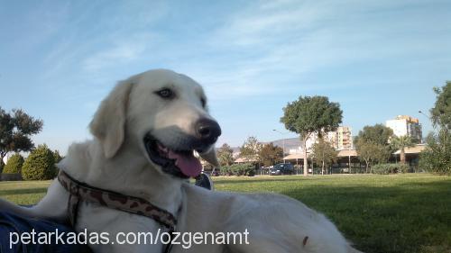 badem Dişi Golden Retriever