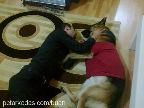 duman Erkek Alman Çoban Köpeği