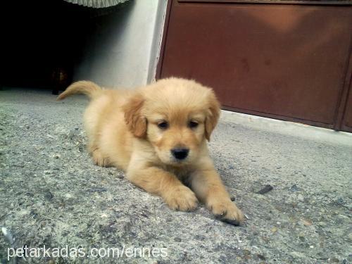 tarçın Erkek Golden Retriever