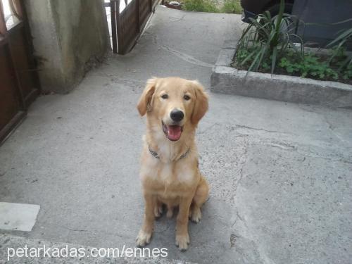 tarçın Erkek Golden Retriever