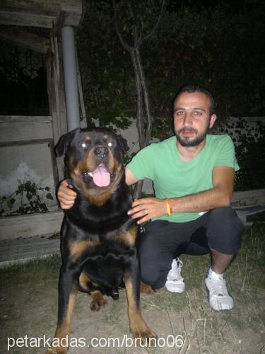 bruno Erkek Rottweiler