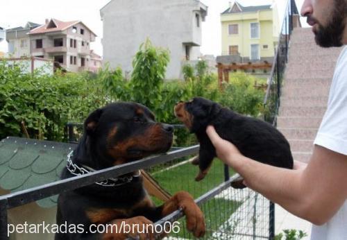 bruno Erkek Rottweiler