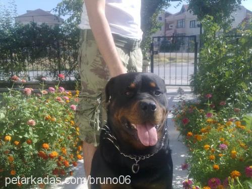 bruno Erkek Rottweiler