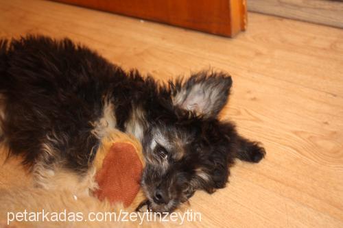 zeytin Dişi Yorkshire Terrier