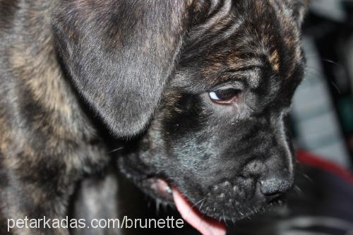 bella Dişi Cane Corso Italiano