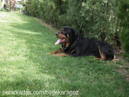 yankee Erkek Rottweiler