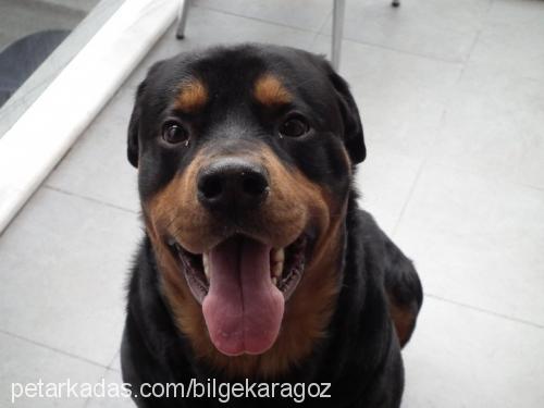 yankee Erkek Rottweiler