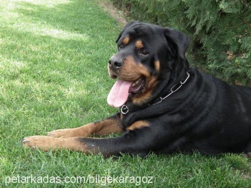 yankee Erkek Rottweiler