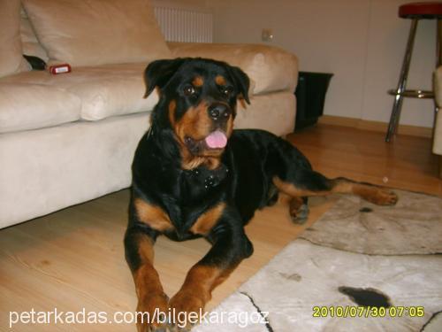 yankee Erkek Rottweiler