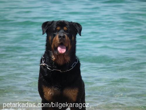 yankee Erkek Rottweiler