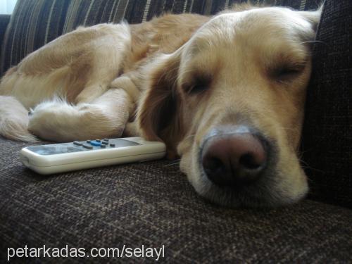 paşa Erkek Golden Retriever