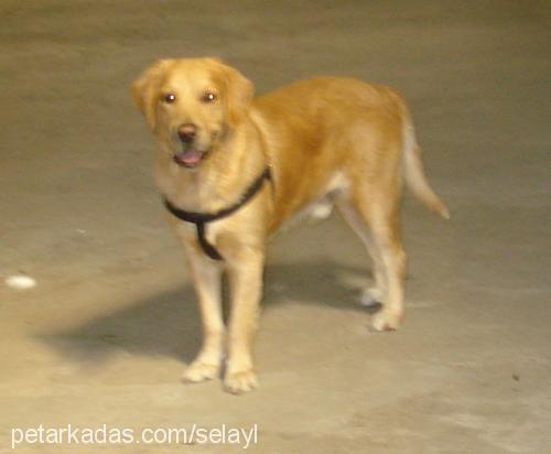 paşa Erkek Golden Retriever