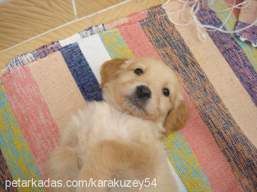 lady Dişi Golden Retriever