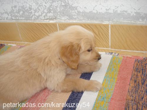 lady Dişi Golden Retriever