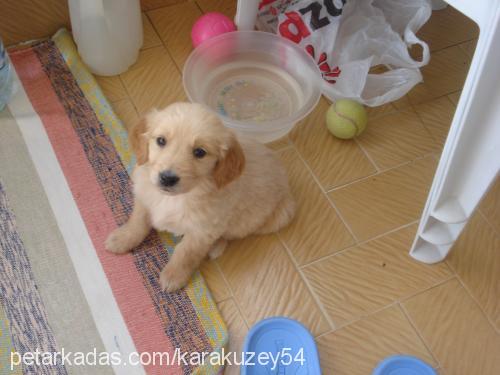 lady Dişi Golden Retriever