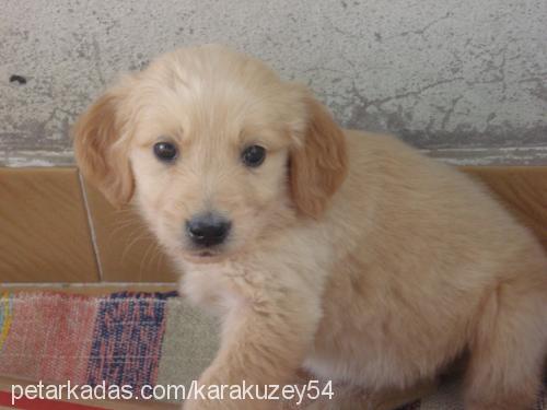 lady Dişi Golden Retriever