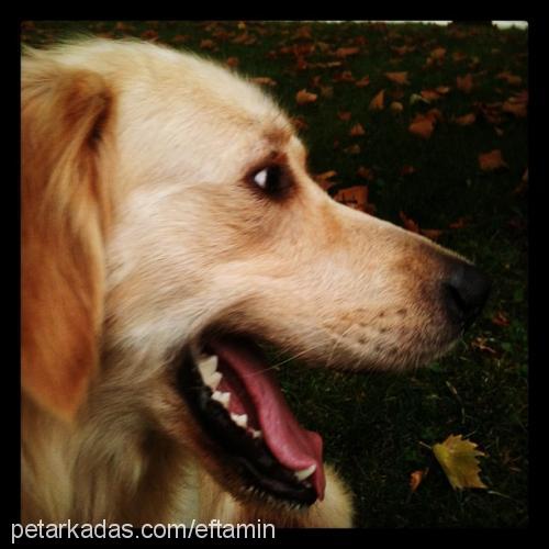 winnie Erkek Golden Retriever