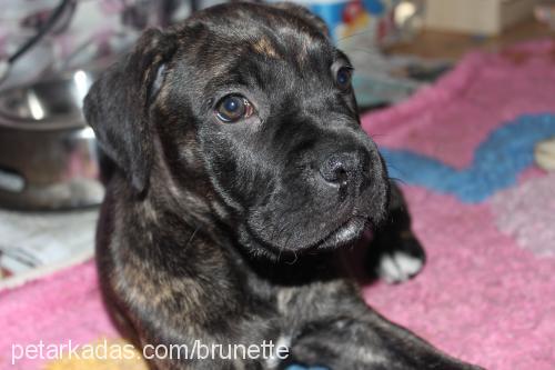 bella Dişi Cane Corso Italiano