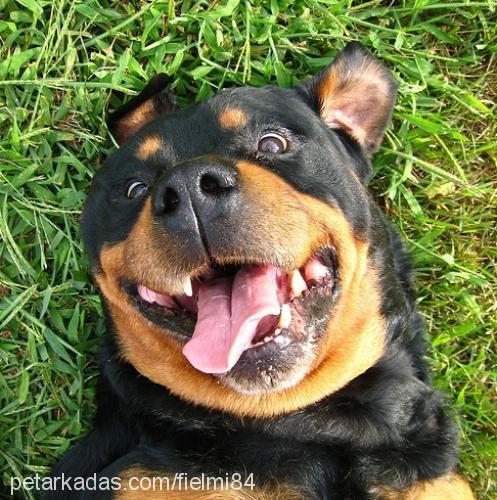 asi Dişi Rottweiler