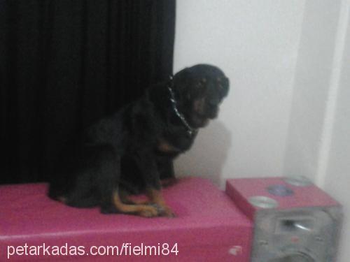 asi Dişi Rottweiler